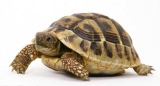 У сухопутной черепахи опухли глаза - симптомы, профилактика, лечение